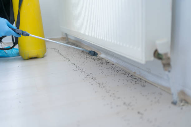 Trusted Electra, TX Pest Control Experts